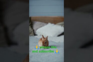 #shorts cute rabbit