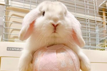 A Funny and Cute Baby Bunny Rabbit Videos Of The Month 2022