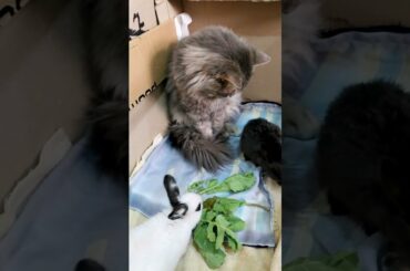 A Dwarf Rabbit Loves to Play, But the Cat Needs a Break