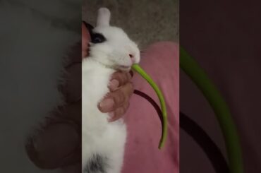 rabbit eating coriander #shorts #youtubeshorts #cute #rabbit #india