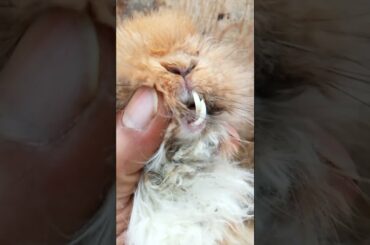 My CUTE Bunny With Dracula Teeth?