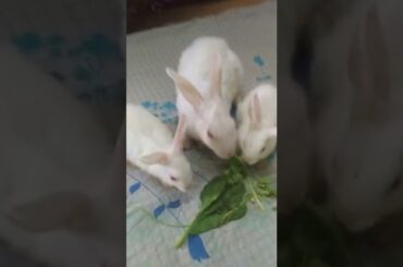 Cute baby #rabbits #trending #youtube #viral #shorts #chubbybunny