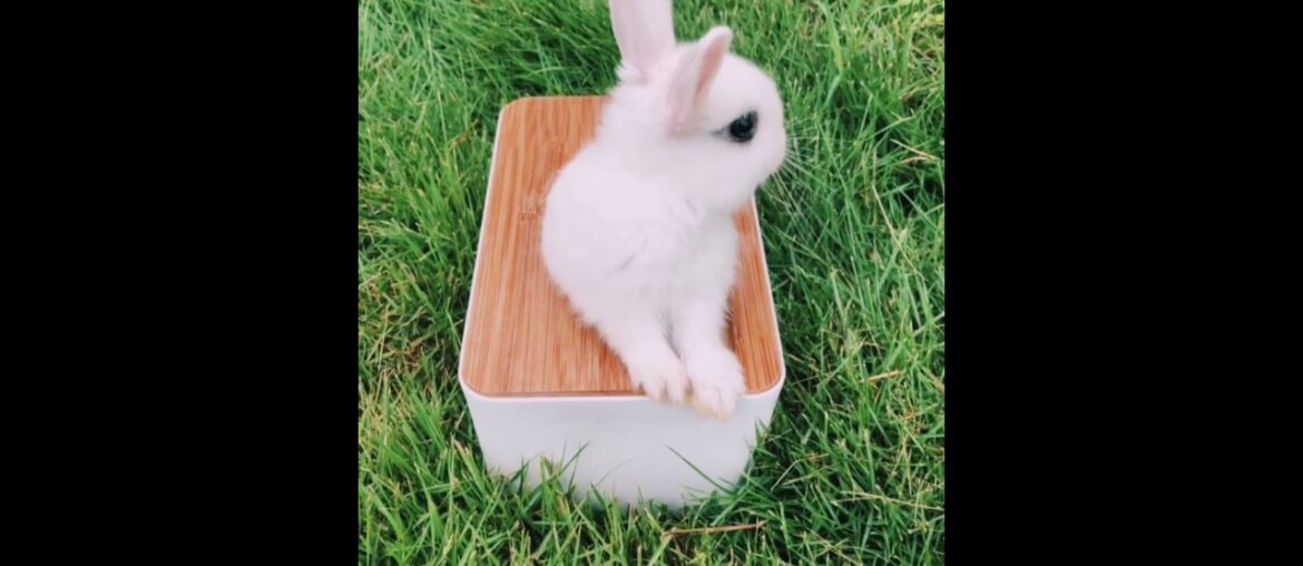 The Beautiful Rabbits Eating | Cute Rabbit | Funny And Cute Bunny Videos Compilation Of Rabbits #02 The Beautiful Rabbits Eating | Cute Rabbit | Funny And Cute Bunny Videos Compilation Of Rabbits #02