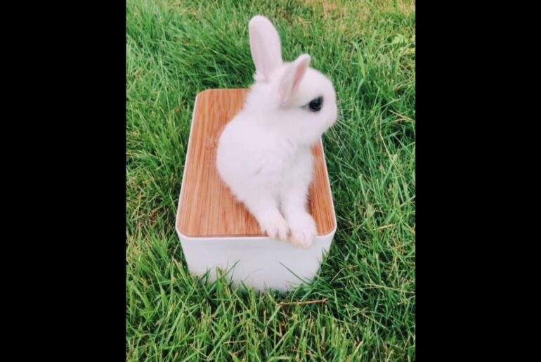 The Beautiful Rabbits Eating | Cute Rabbit | Funny And Cute Bunny Videos Compilation Of Rabbits #02