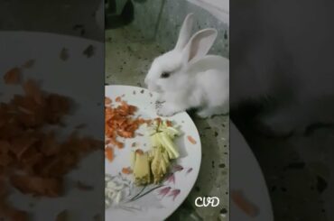 cute baby rabbit #shorts