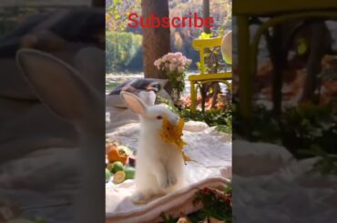 Cute Rabbit  #short #viral