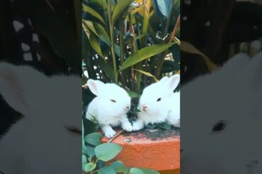 Cute Rabbit | Rabbit | Funny Rabbit #shorts
