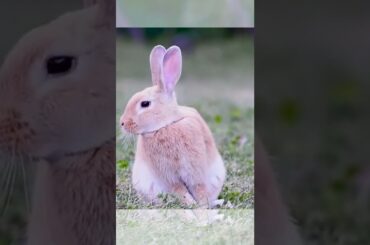 cute bunny