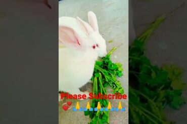 cute baby rabbit lovers shorts