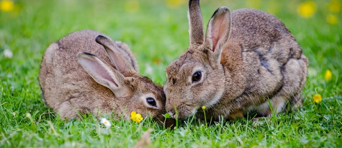 Cute Baby Rabbits Playing,Feeding Activities | Bunny Rabbit (Baby Rabbits)