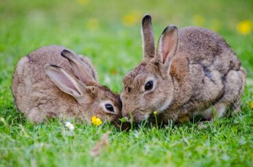 Cute Baby Rabbits Playing,Feeding Activities | Bunny Rabbit (Baby Rabbits)