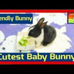 Friendly Baby Bunny - Cutest Baby Rabbit, Fascinating Pets