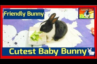 Friendly Baby Bunny - Cutest Baby Rabbit, Fascinating Pets
