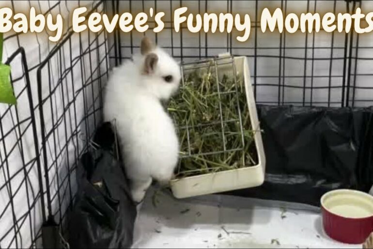 Funny & Cute Moments Of Lionhead Baby Rabbit Eevee On Day 1
