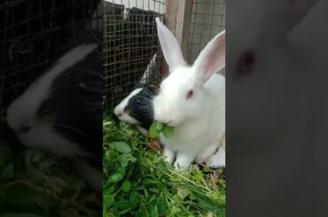 So Cute Baby Rabbit | Beautiful Cute Rabbit | Rabbit | #shorts #rabbit