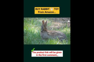 Cute rabbit  || #shorts || #short.