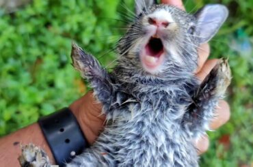 Cute baby rabbit screaming sound [ Read Description ]