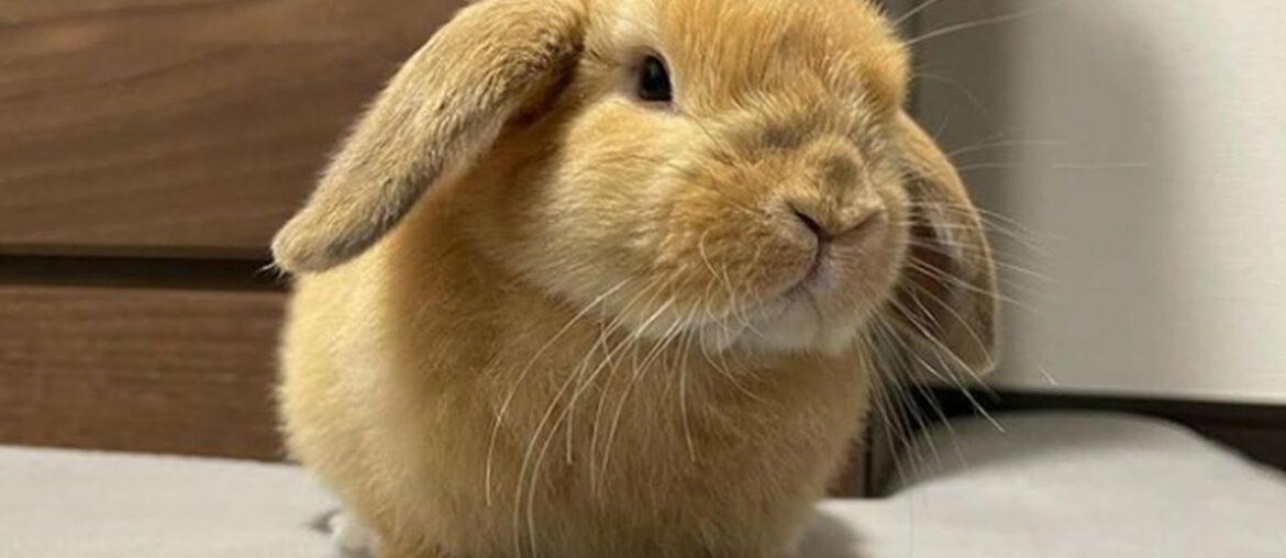 A Cute Bunny Videos Compilation 2022
