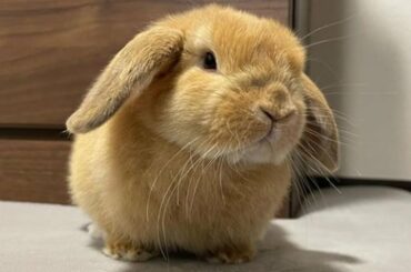 A Cute Bunny Videos Compilation 2022