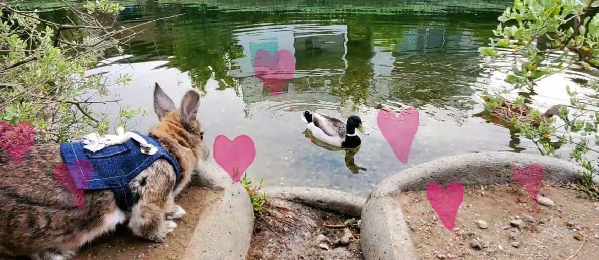Cute bunny meets ducks at Venice Canals