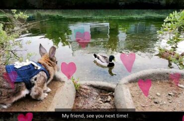 Cute bunny meets ducks at Venice Canals