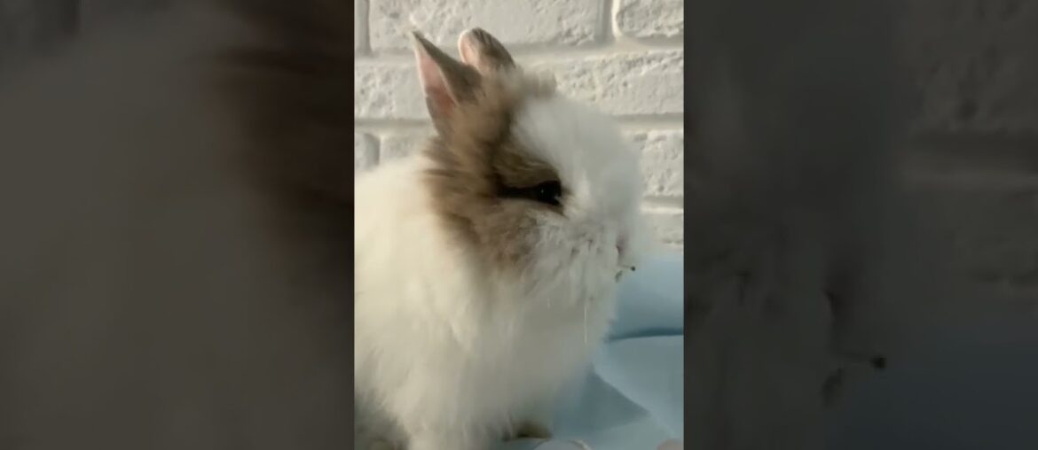 rabbits shorts videos | cute rabbit | #shorts ,#animals