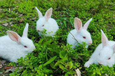 Funny and Cute Baby Bunny Rabbit Videos - Baby Animal Video Compilation - Funny Baby Rabbit Videos