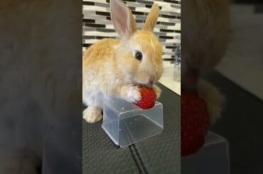 Cute Rabbit Videos #shorts