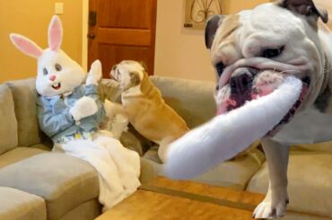 My CUTE DOG ATTACKS the EASTER BUNNY! Lola The Bulldog
