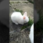 CUTE BUNNY EATING FOR FIRST TIME? #bunny #shorts