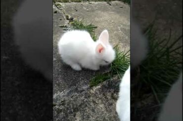 CUTE BUNNY EATING FOR FIRST TIME? #bunny #shorts