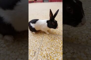 cute bunny , rabbit playing in the yard , bunny home