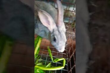 Cute rabbit shorts #shorts #rabbit #cuterabbit #trendingshorts #blackpink