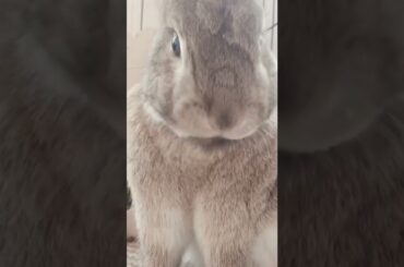 Cute bunny tongue!