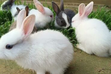 Rabbit Baby|The Cutest Baby Bunnies Eating Grass|Cute Bunnies Eating Grass