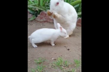cute rabbit
