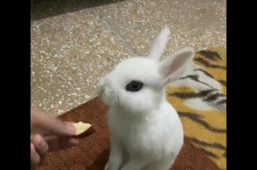 Snowy cute bunny eating apple || bunnies lover