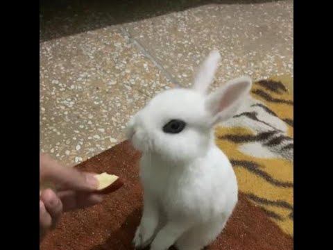 Snowy cute bunny eating apple || bunnies lover
