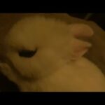 Cute Bunny Grooming Itself || Dwarf hotot Bunny