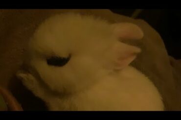 Cute Bunny Grooming Itself || Dwarf hotot Bunny