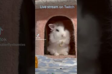 baby bunny grooming #baby bunny #bunnies #cute #animals