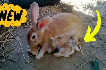 Cute Baby Rabbits - Baby Bunny Feeding Video - Bunny Rabbits