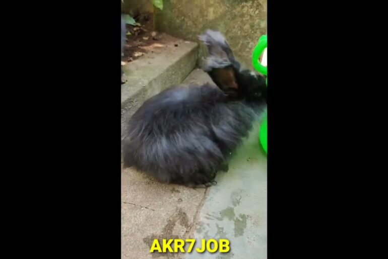 Funny and Cute Baby Bunny Rabbit Videos - Baby Animal Video Compilation (2022)AKR7JOB