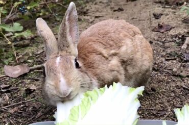 Cute rabbit with a hail-faced face