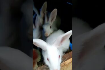 cute Rabbit#petcreationchemmanoor