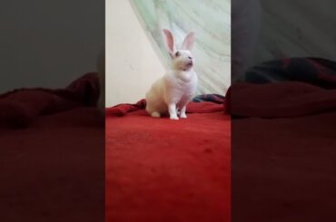 cute bunny #shorts