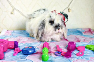 The rabbit is getting ready for the party/cute  rabbit