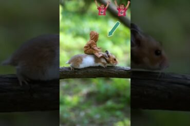 Cute baby bunny ride #funny #shorts #funnyvideos #murhishorts #cat #bunny