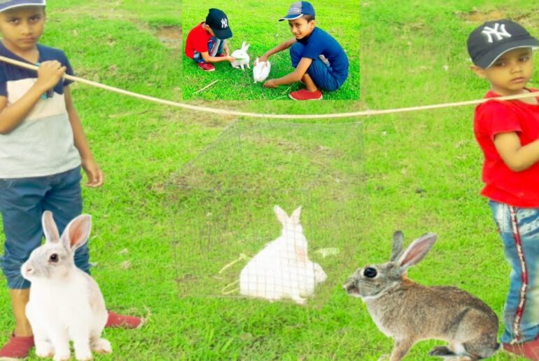 Amazing rabbit rearing | rabbit | bunny | cute life | kelinci | cute baby #rabbits