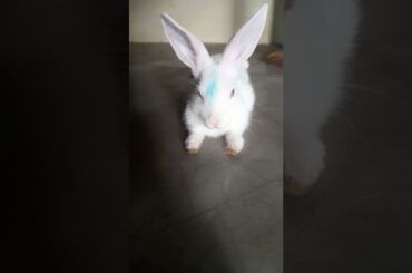 cute bunny #shorts